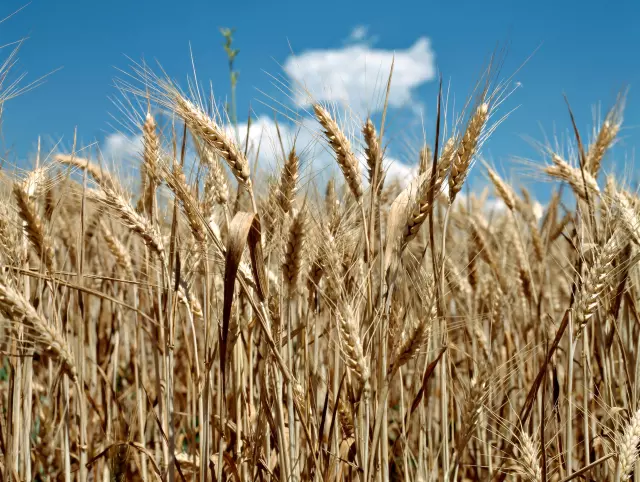 Kornfeld als Sinnbild für eine Menge, die sich zusammenschliesst